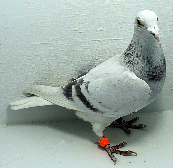 Band: 6953 IPB B 2025